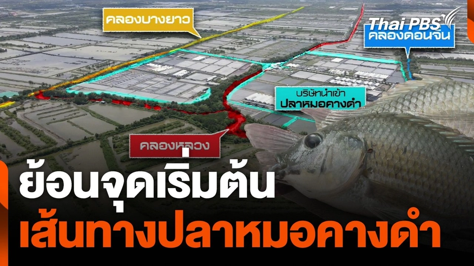 ย้อนจุดเริ่มต้น เส้นทาง "ปลาหมอคางดำ"