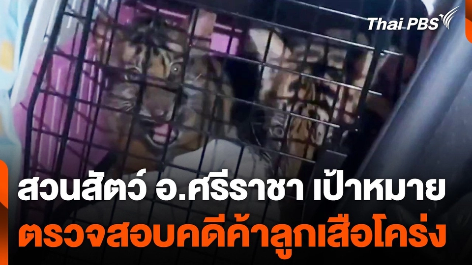 สวนสัตว์ อ.ศรีราชา เป้าหมายตรวจสอบคดีค้าลูกเสือโคร่ง