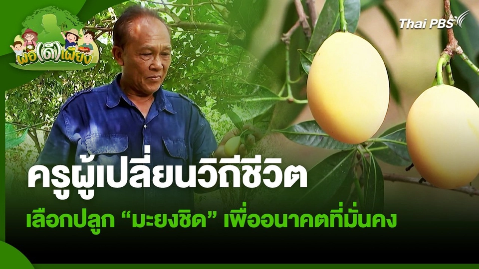 พอดีพอเพียง : ครูผู้เปลี่ยนวิถีชีวิตเลือกปลูกมะยงชิดเพื่ออนาคตที่มั่นคง