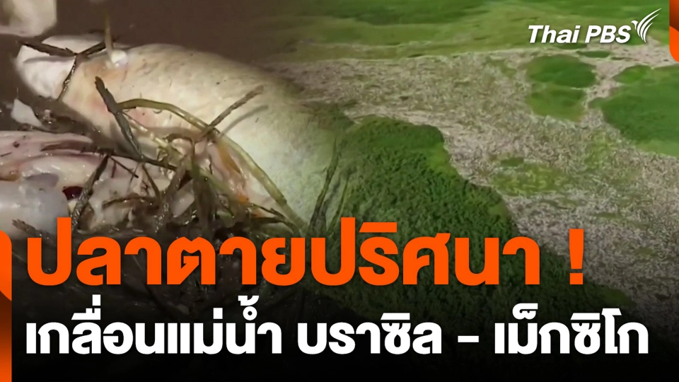 ปลาตายปริศนา ! เกลื่อนแม่น้ำ บราซิล - เม็กซิโก