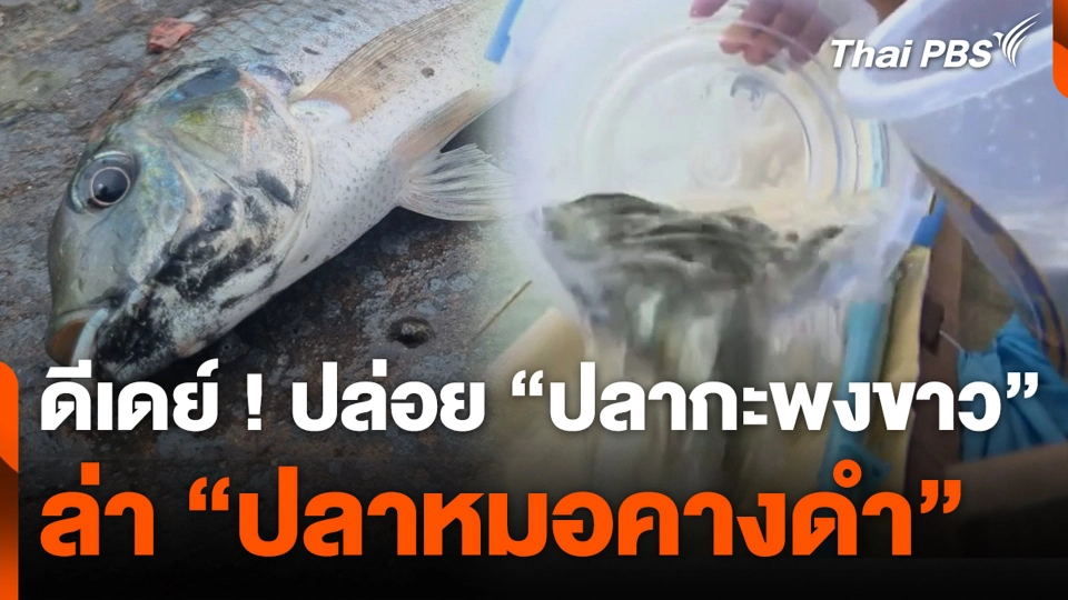 ดีเดย์ ! ปล่อย “ปลากะพงขาว” ล่า “ปลาหมอคางดำ”
