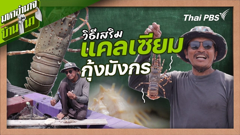 สูตรลับฉบับบ้านนา : วิธีเสริมแคลเซียมกุ้งมังกร