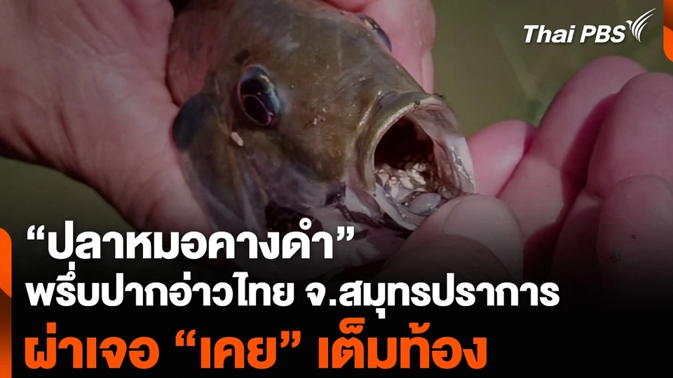 “ปลาหมอคางดำ” พรึ่บปากอ่าวไทย จ.สมุทรปราการ ผ่าเจอ “เคย” เต็มท้อง