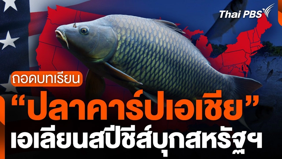 ถอดบทเรียน "ปลาคาร์ปเอเชีย" เอเลียนสปีชีส์บุกสหรัฐฯ