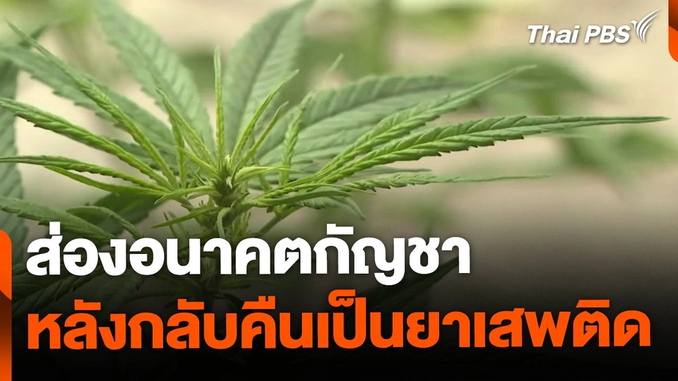 อนาคตกัญชา หลังกลับคืนเป็นยาเสพติด