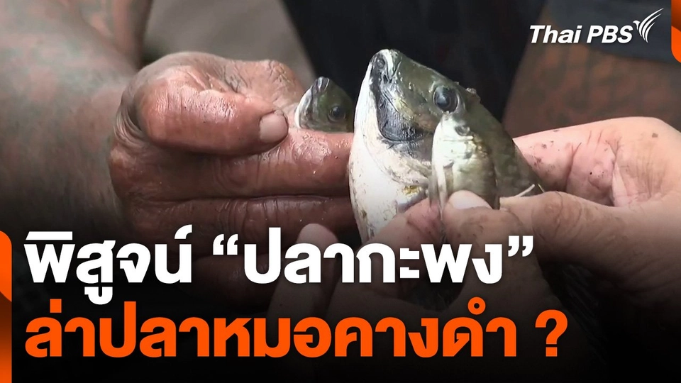 พิสูจน์ "ปลากะพง" ล่าปลาหมอคางดำ ?