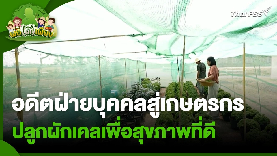 พอดีพอเพียง : อดีตฝ่ายบุคคลสู่เกษตรกรปลูกผักเคลเพื่อสุขภาพที่ดี
