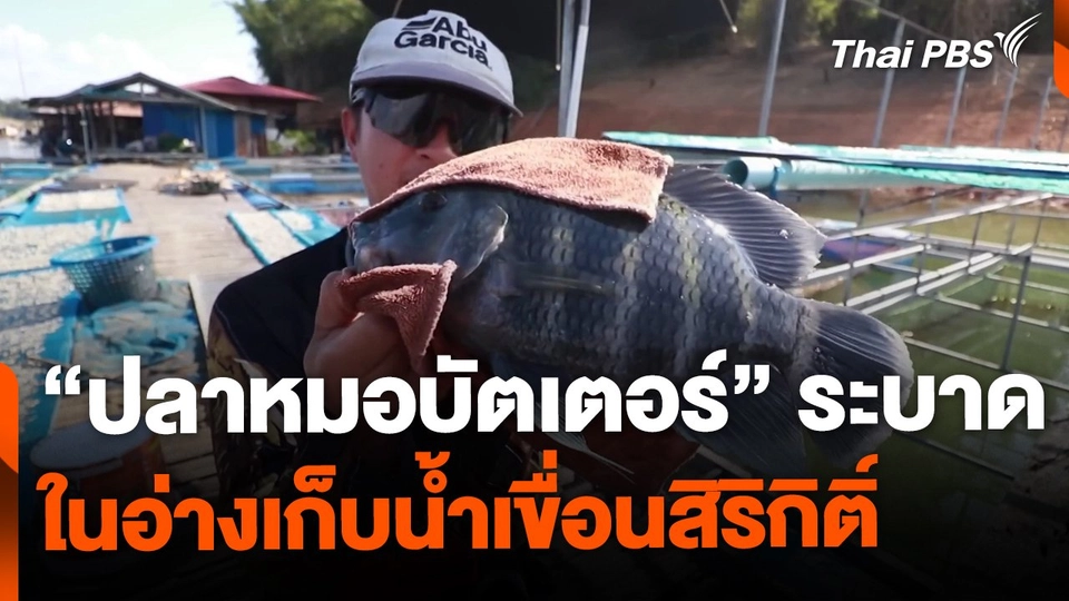 พบ "ปลาหมอบัตเตอร์" ระบาดในอ่างเก็บน้ำเขื่อนสิริกิติ์