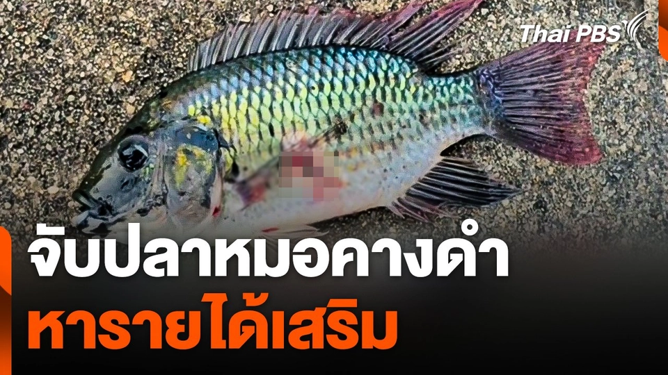 จับ "ปลาหมอคางดำ" หารายได้เสริม