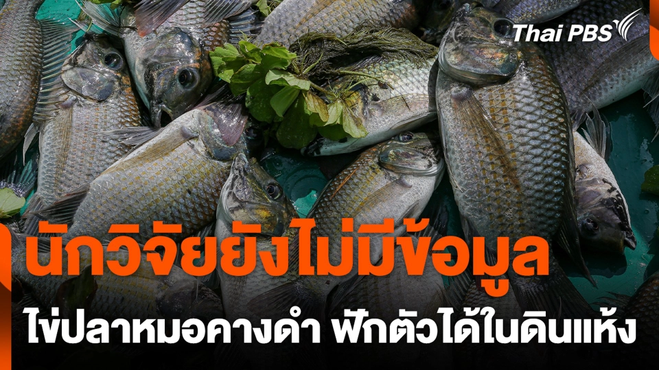 นักวิจัยยังไม่มีข้อมูล ไข่ปลาหมอคางดำ ฟักตัวได้ในดินแห้ง