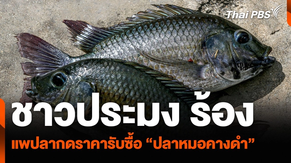 ชาวประมง ร้องแพปลา กดราคารับซื้อ “ปลาหมอคางดำ”