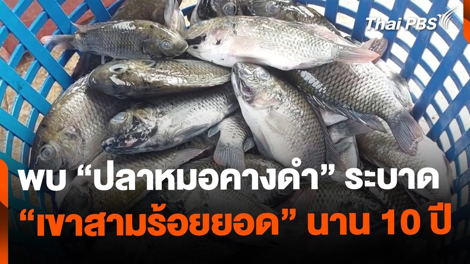 "ทุ่งสามร้อยยอด" พบปลาหมอคางดำระบาดนาน 10 ปี