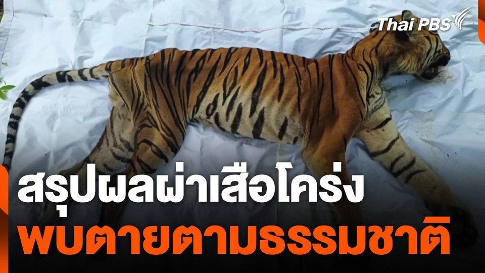 สรุปผลผ่าเสือโคร่ง พบตายตามธรรมชาติ