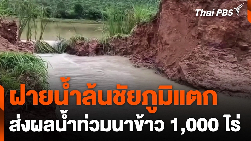 ฝายน้ำล้นชัยภูมิแตกส่งผลน้ำท่วมนาข้าว 1,000 ไร่