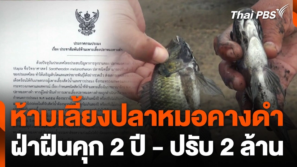 ห้ามเลี้ยงปลาหมอคางดำ ฝ่าฝืนจำคุก 2 ปี หรือปรับ 2 ล้านบาท