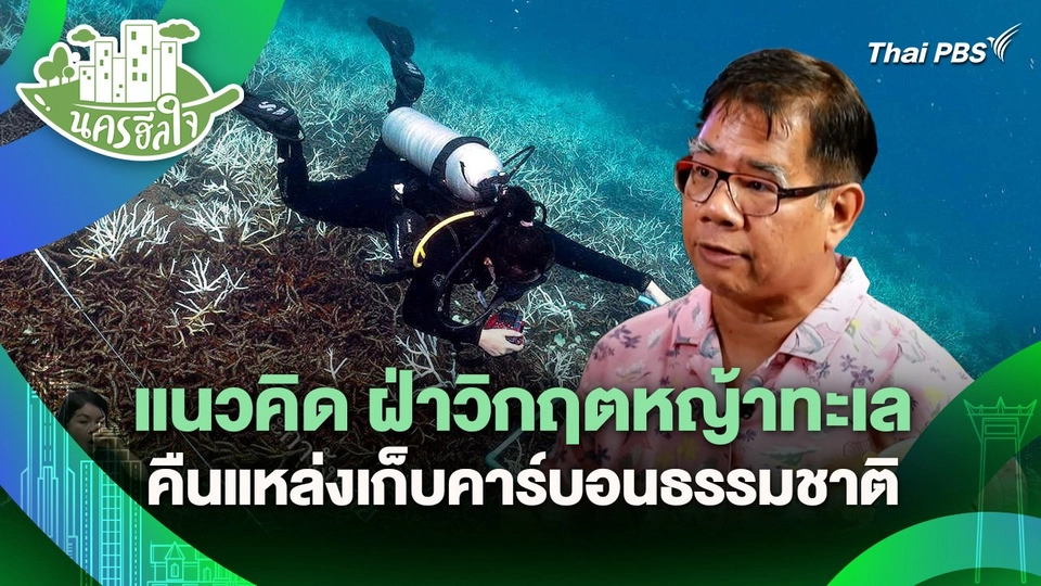นครฮีลใจ : แนวคิด ฝ่าวิกฤตหญ้าทะเล ฟื้นระบบนิเวศชายฝั่ง คืนแหล่งเก็บคาร์บอนธรรมชาติ