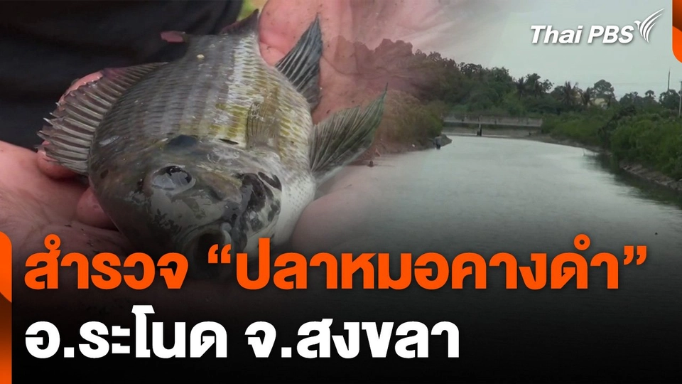 สำรวจปลาหมอคางดำ อ.ระโนด จ.สงขลา