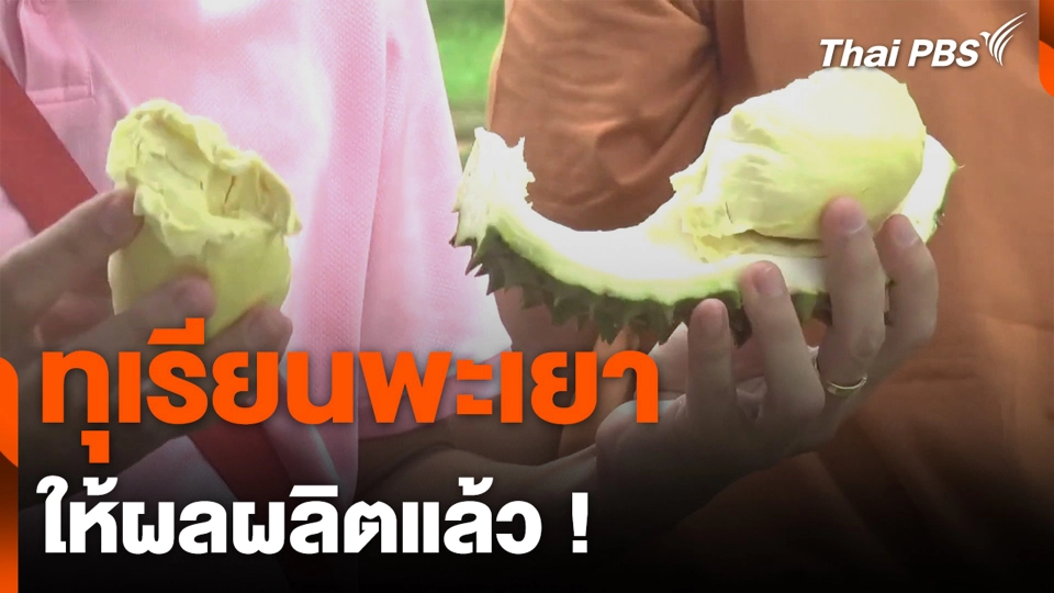 ทุเรียนพะเยา ให้ผลผลิตแล้ว !