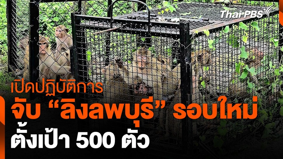 เปิดปฏิบัติการจับ "ลิงลพบุรี" รอบใหม่ตั้งเป้า 500 ตัว