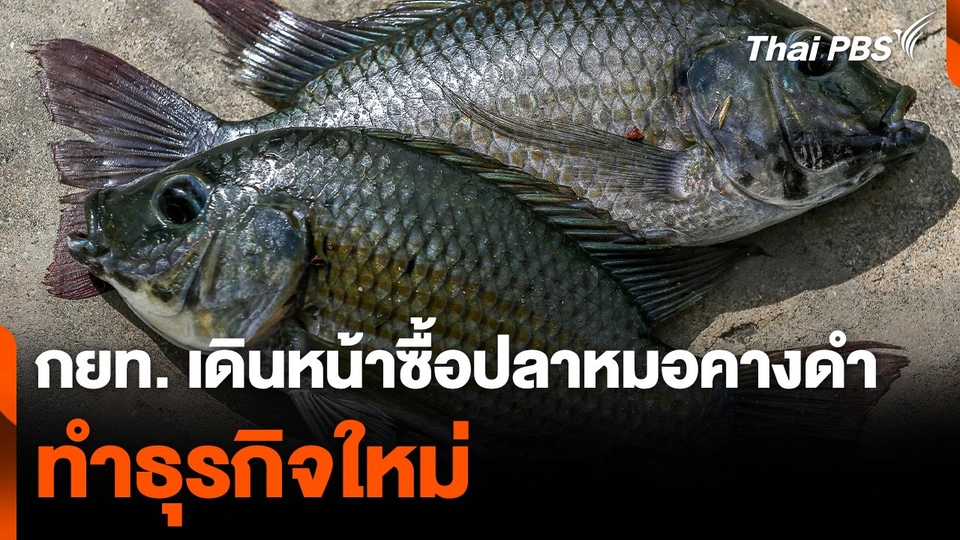 กยท. เดินหน้าซื้อปลาหมอคางดำ ทำธุรกิจใหม่