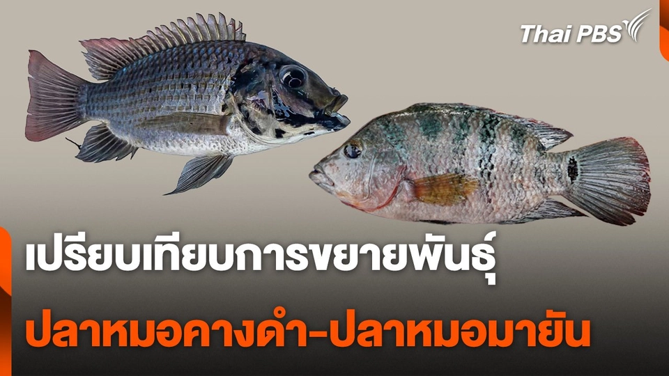 เปรียบเทียบการขยายพันธุ์ ปลาหมอคางดำ-ปลาหมอมายัน