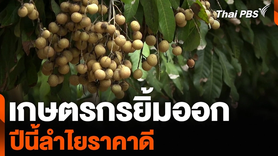 เกษตรกรยิ้มออก ปีนี้ลำไยราคาดี