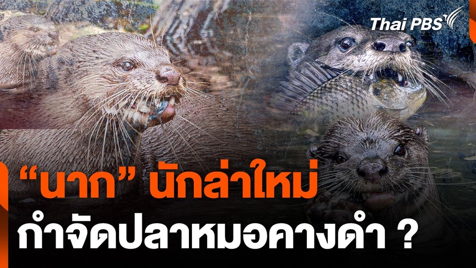 "นาก" นักล่าใหม่ กำจัดปลาหมอคางดำ ?
