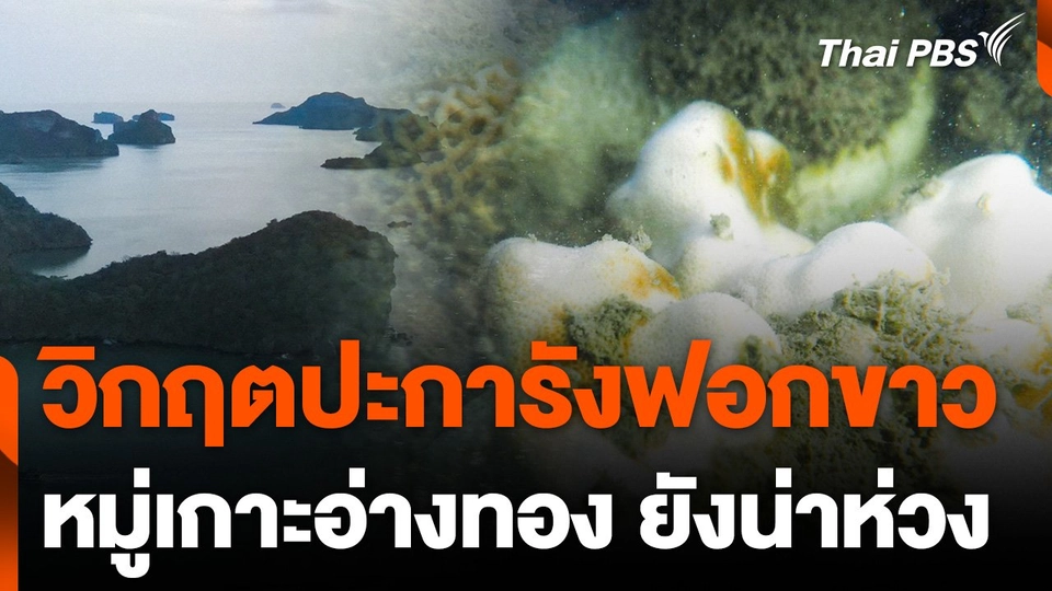 ยังน่าห่วง ! ปะการังหมู่เกาะอ่างทองฟอกขาว