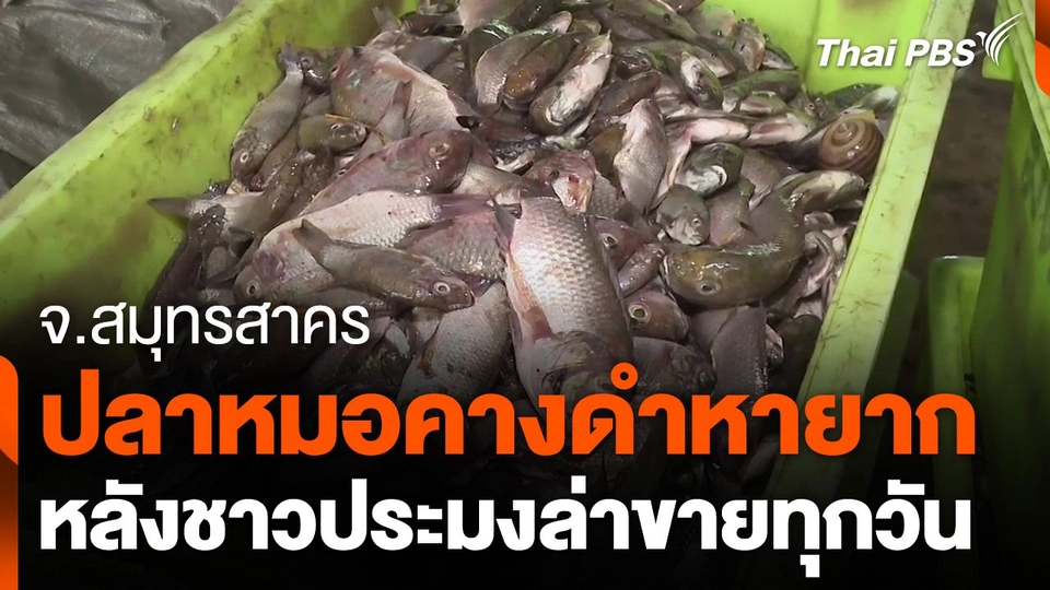 ปลาหมอคางดำหายาก ชาวประมงสมุทรสาครล่าขายทุกวัน