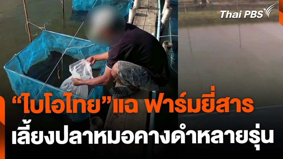 "ไบโอไทย" เปิดหลักฐานฟาร์มยี่สาร เลี้ยงปลาหมอคางดำหลายรุ่น