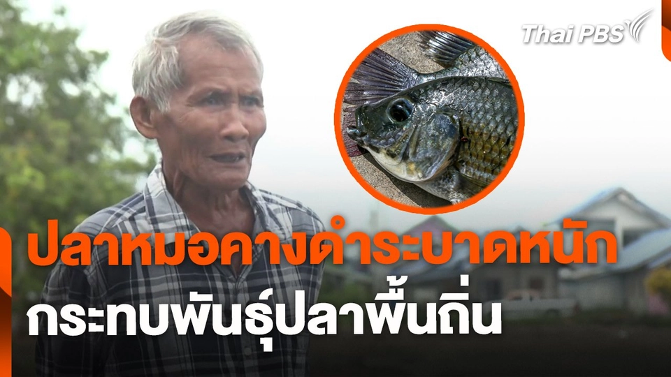 ปลาหมอคางดำระบาดหนัก กระทบพันธุ์ปลาพื้นถิ่น