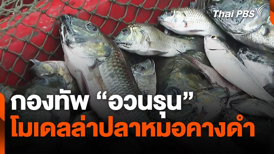 กองทัพ "อวนรุน" โมเดลล่าปลาหมอคางดำ