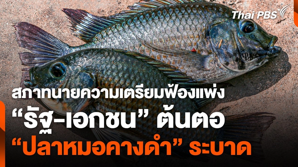 สภาทนายความเตรียมฟ้องแพ่ง "รัฐ-เอกชน" ต้นตอ "ปลาหมอคางดำ" ระบาด