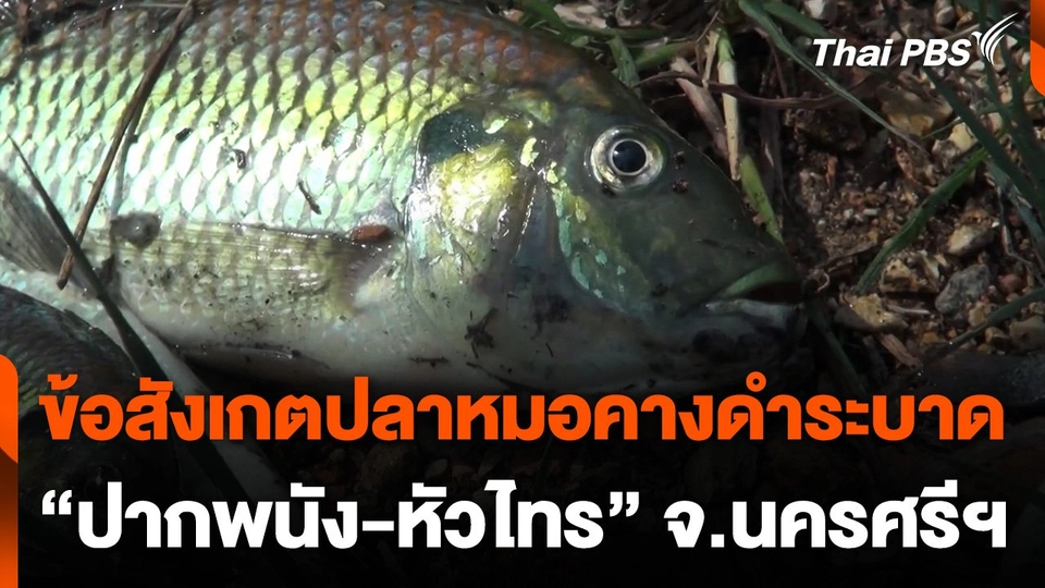 ข้อสังเกตปลาหมอคางดำระบาด "ปากพนัง-หัวไทร"
