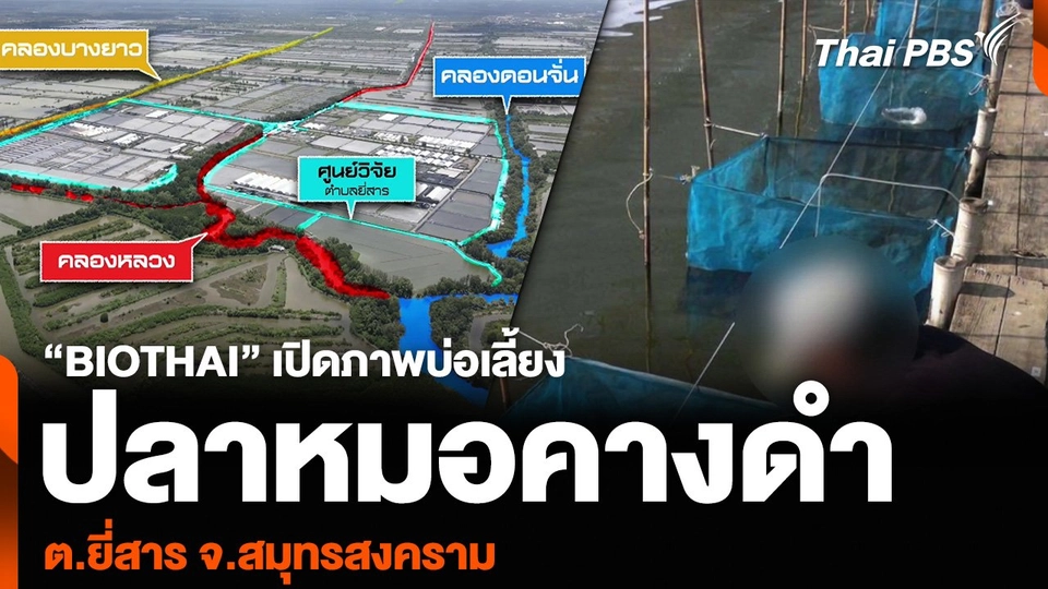 “BIOTHAI” เปิดภาพบ่อเลี้ยงปลาหมอคางดำ ต.ยี่สาร จ.สมุทรสงคราม