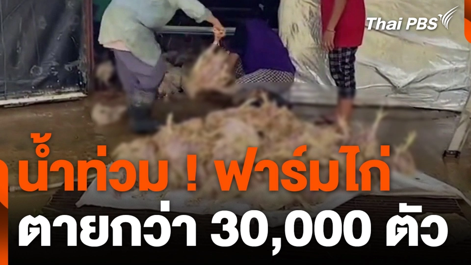 น้ำท่วม ! ฟาร์มไก่ ตายกว่า 30,000 ตัว