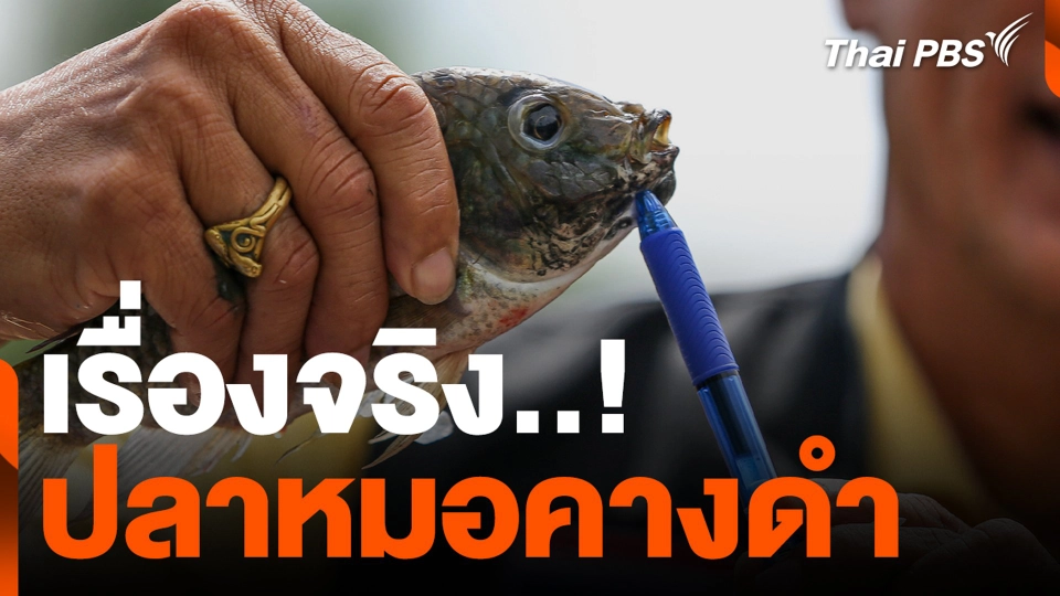 เรื่องจริง..! ปลาหมอคางดำ