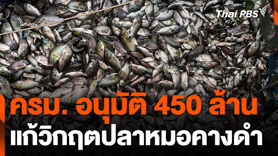ครม. อนุมัติ 450 ล้านบาท แก้วิกฤตปลาหมอคางดำ