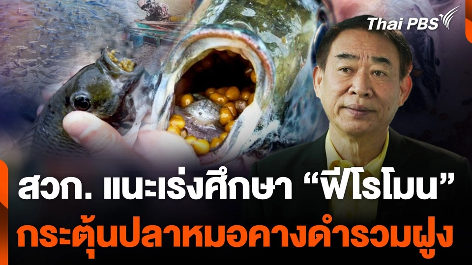 สวก. แนะเร่งศึกษา "ฟีโรโมน" กระตุ้นปลาหมอคางดำรวมฝูง