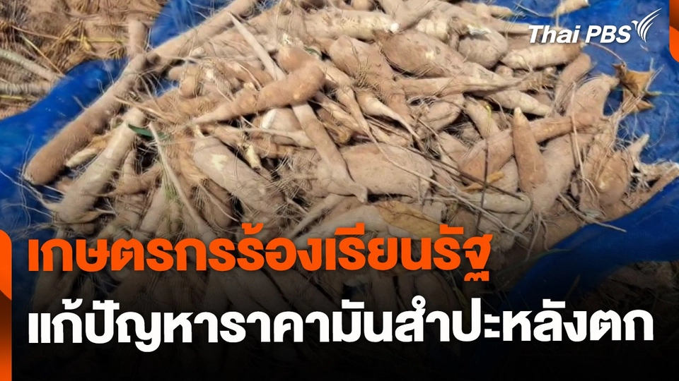 เกษตรกรร้องรัฐแก้ปัญหาราคามันสำปะหลังตกต่ำ