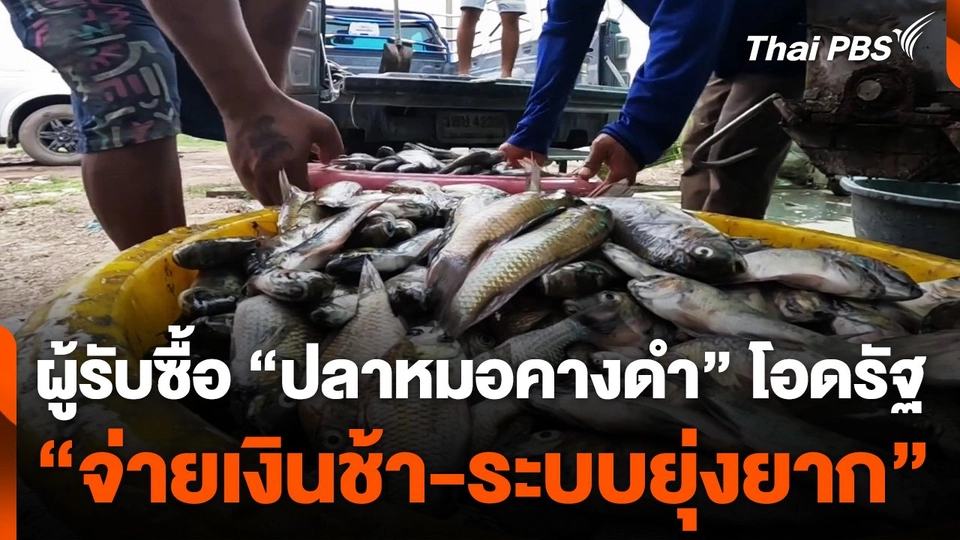 ผู้รับซื้อ "ปลาหมอคางดำ" โอดรัฐบาล "จ่ายเงินช้า-ระบบยุ่งยาก"
