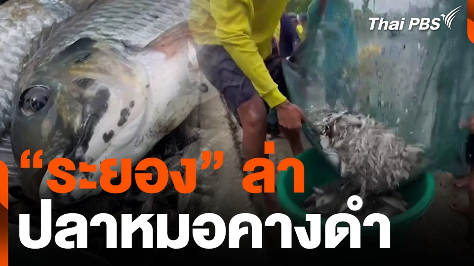 “ระยอง” ล่าปลาหมอคางดำ หวั่นทำลายระบบนิเวศ