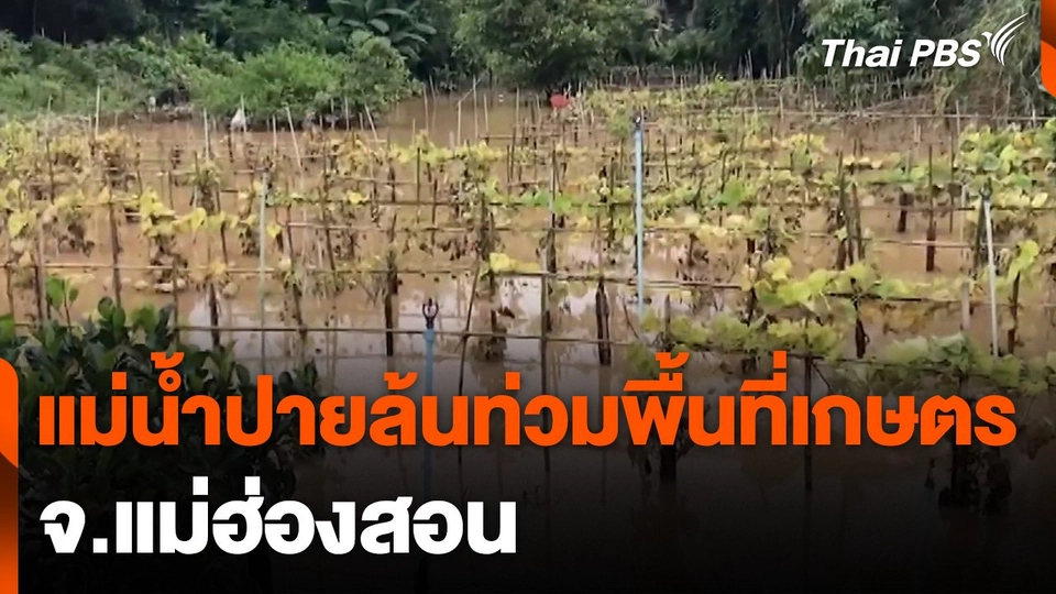 แม่น้ำปายล้นตลิ่งท่วมพื้นที่เกษตร จ.แม่ฮ่องสอน