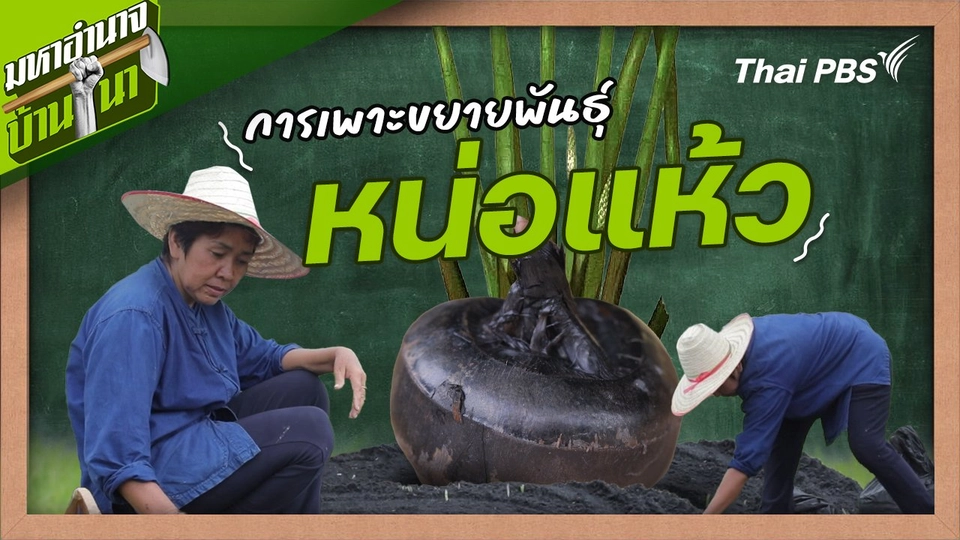 สูตรลับฉบับบ้านนา : การเพาะขยายพันธุ์หน่อแห้ว