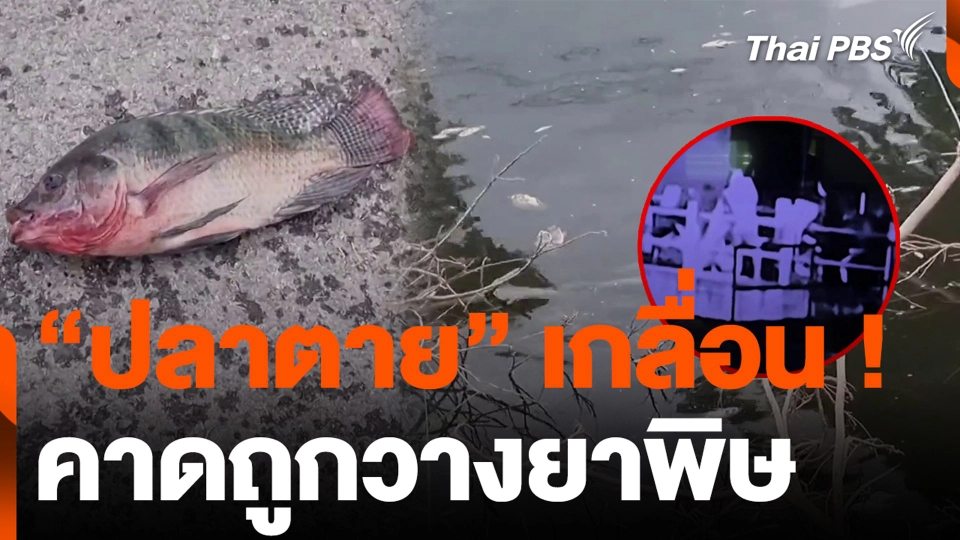 “ปลาตาย” เกลื่อน ! คาดถูกวางยาพิษ