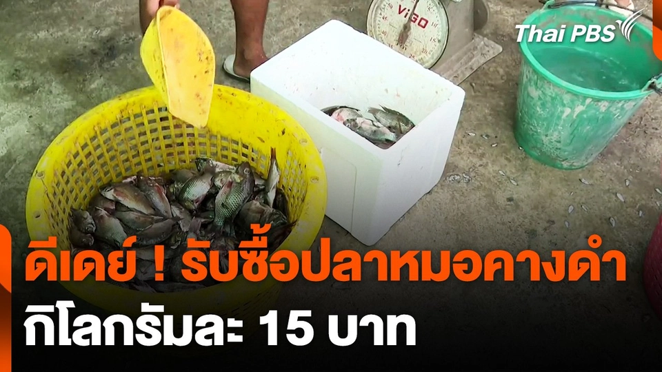 ​ดีเดย์ ! รับซื้อ "ปลาหมอคางดำ" กิโลกรัมละ 15 บาท