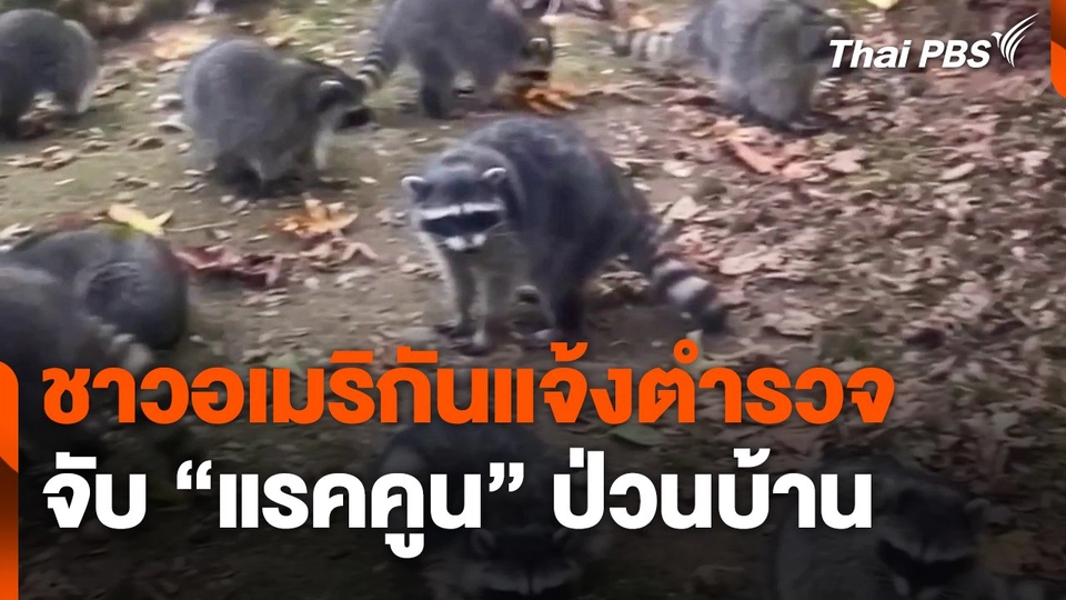 ชาวอเมริกันแจ้งตำรวจจับ "แรคคูน" ป่วนบ้าน