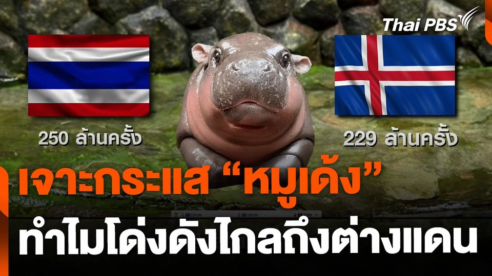 เจาะกระแส "หมูเด้ง" โด่งดังไกลในต่างแดน