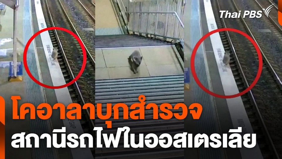 "โคอาลา" บุกสำรวจสถานีรถไฟในออสเตรเลีย