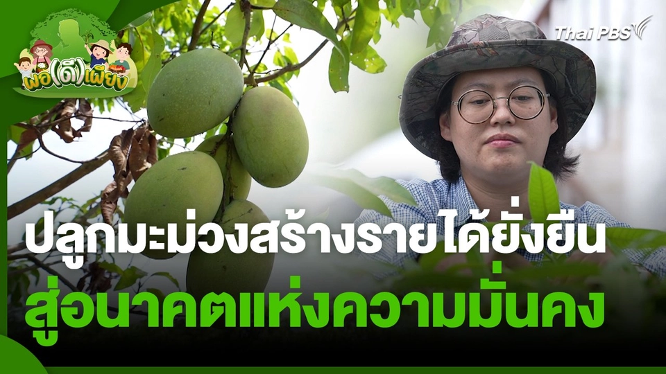 พอดีพอเพียง : ปลูกมะม่วงสร้างรายได้ยั่งยืน สู่อนาคตแห่งความมั่นคง